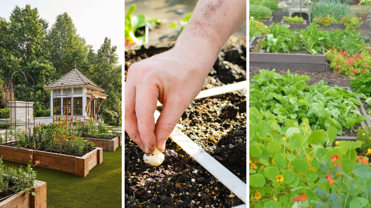 backyard vegetable garden