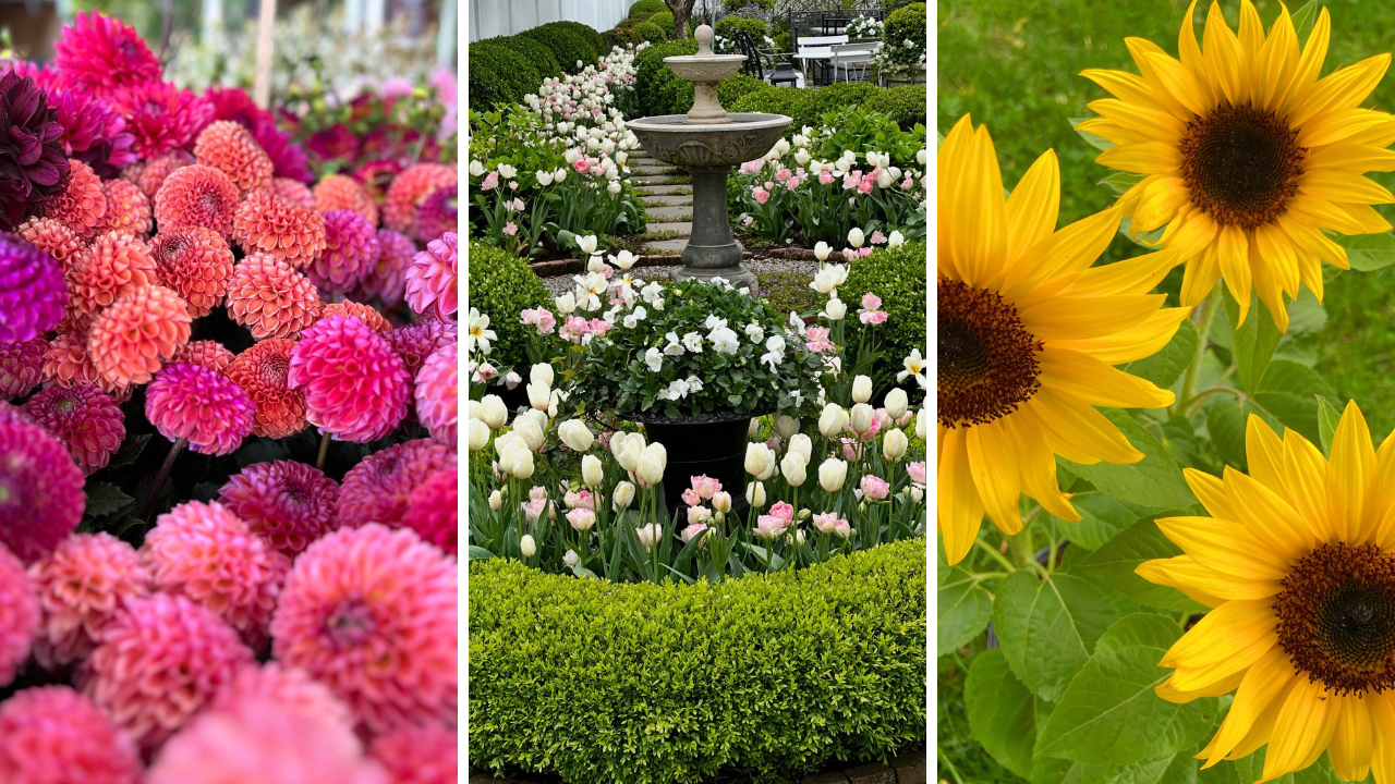 flower garden ideas
