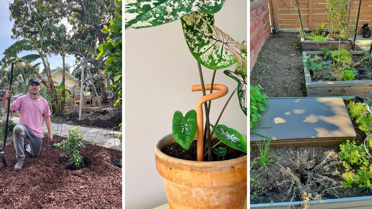 gardening for beginners